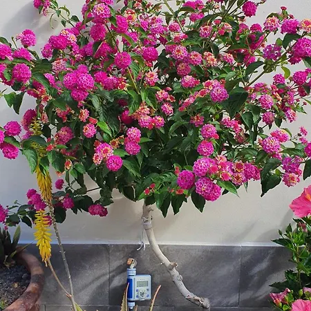 Family Townhouse Corales, 4br, Cristianos וילה *