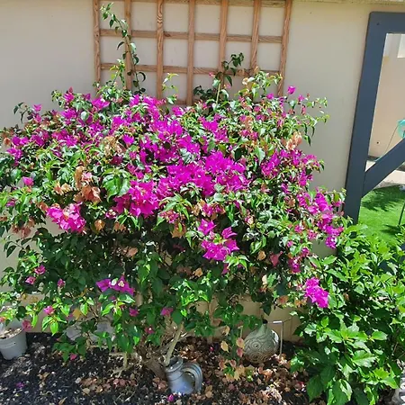 4-bedroom Corales With Jacuzzi, Garden, Close To Everything Villa *