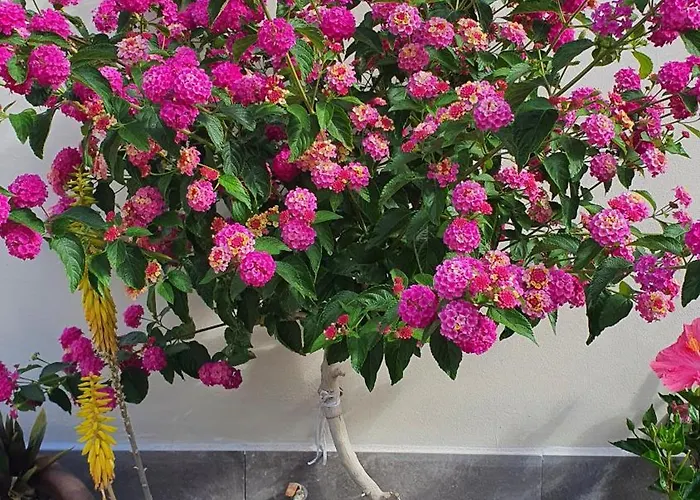 Townhouse Corales, 4-bedroom Villa *